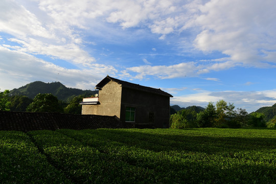 茶园生态茶叶美丽景色