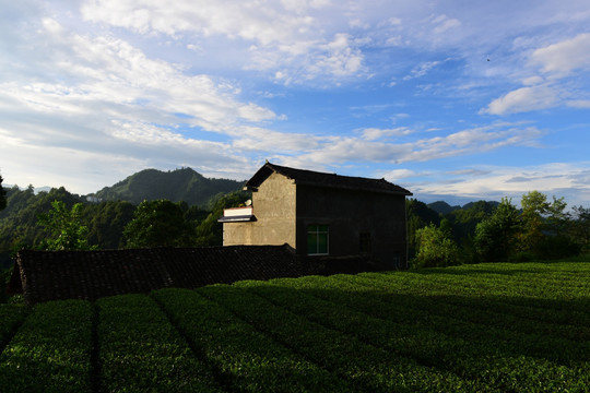 茶园生态茶叶美丽景色