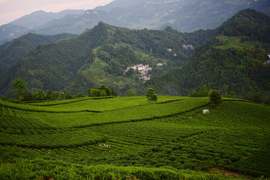 茶园生态茶叶美丽景色