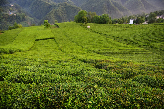 茶园茶叶美丽风景