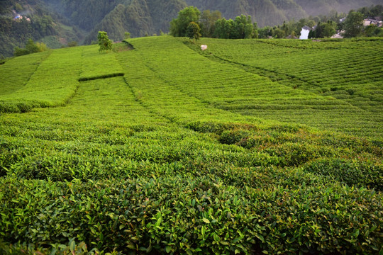 茶园茶叶美丽风景