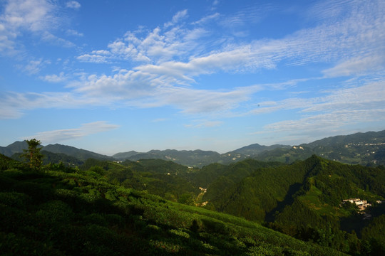 茶园茶叶美丽风景