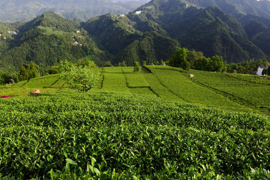 茶园茶叶美丽风景