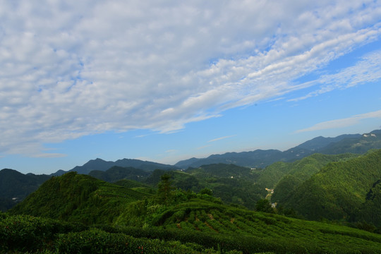 茶园茶叶美丽风景