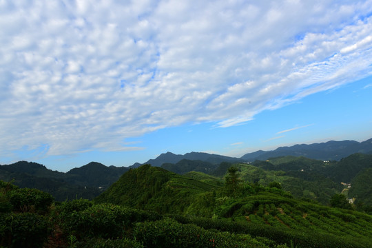 茶园茶叶美丽风景