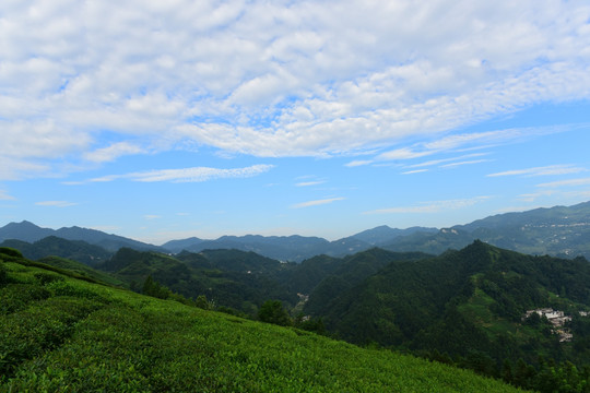 茶园茶叶美丽风景