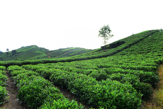 茶园茶叶美丽风景