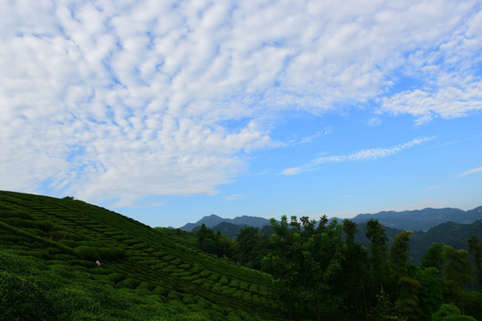 茶园茶叶美丽风景