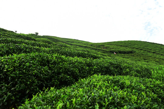 茶园茶叶美丽风景