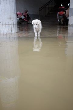洪灾中的小狗