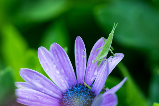 雏菊花