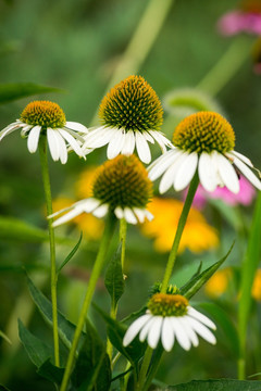 松果菊