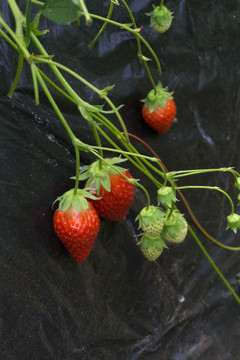 草莓 采摘园