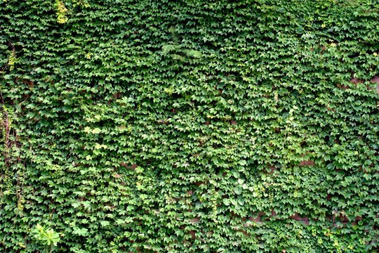 绿色植物背景 植物墙 爬山虎