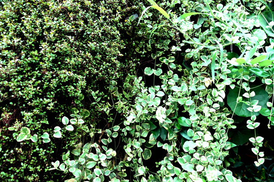 植物墙 绿叶墙