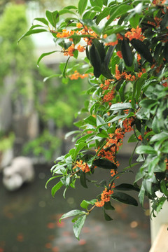 桂花 金桂 桂花树