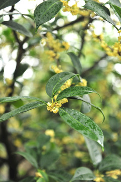 桂花树 高清桂花素材