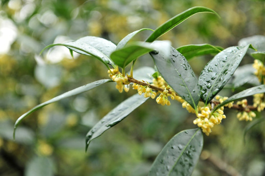 银桂 桂花