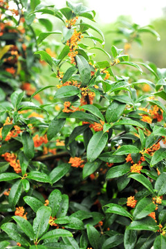 桂花 桂花树 桂花盛开