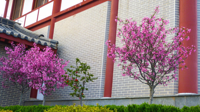 樱花树  樱花园