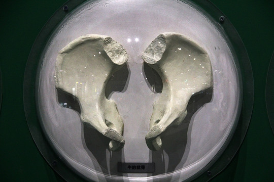 石膏动物骨盆