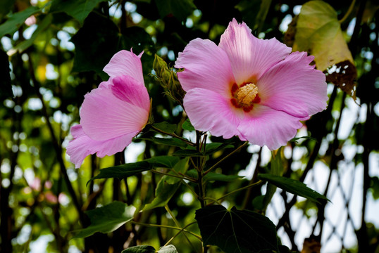 花 芙蓉花 木芙蓉花