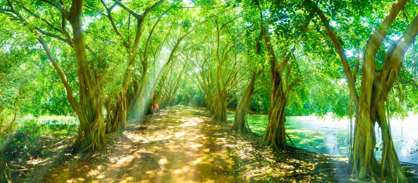 阳光森林小路 高清全景