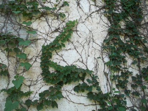绿植墙