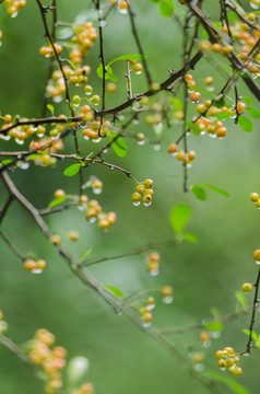 火棘果雨滴 特写