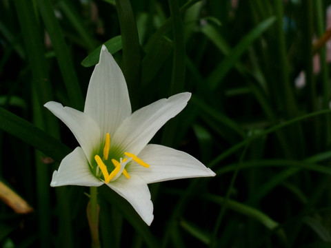 野花