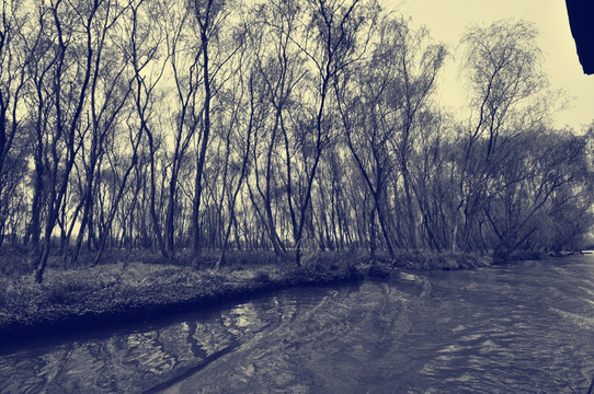 老照片西溪湿地