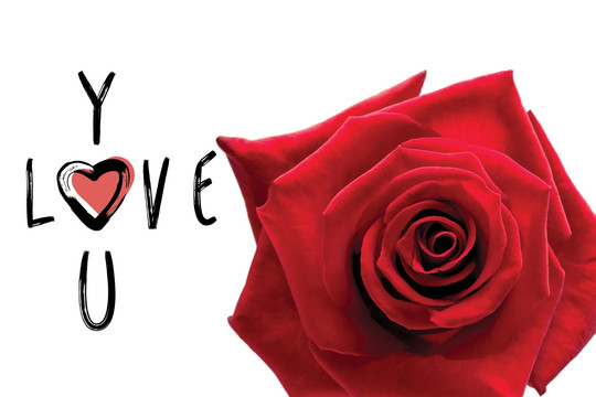 红玫瑰与可爱的情人节短信