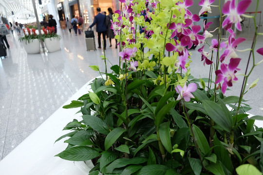 鲜花