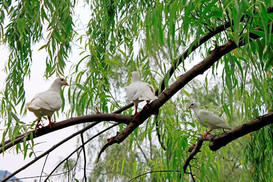 杭州花港观鱼柳树和白鸽