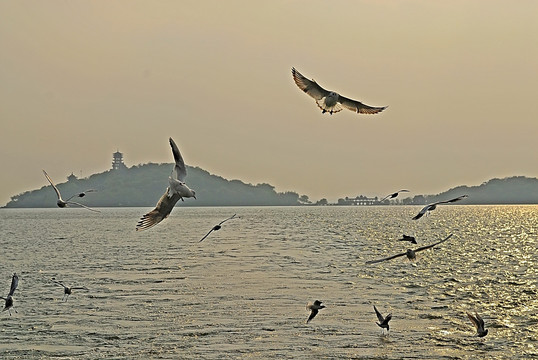 无锡太湖上的海鸥