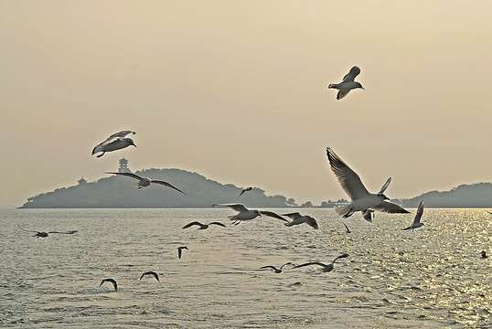 无锡太湖上的海鸥