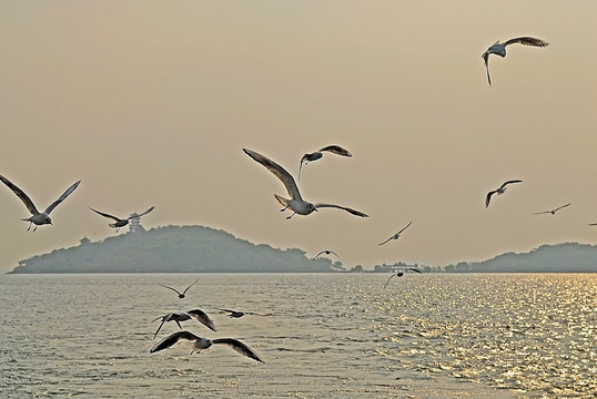 太湖上的海鸥群