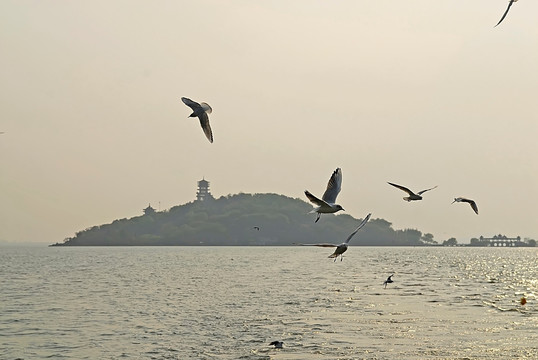 太湖上的海鸥群