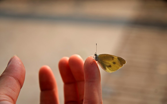 菜粉蝶和手指 菜白蝶