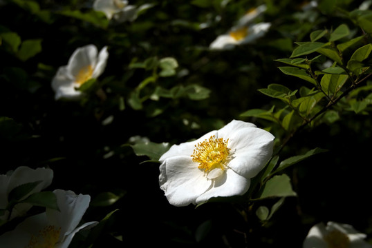 金樱子 白色花 中草药