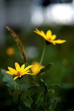 日光菊 葵叶赛菊芋 黄色菊花