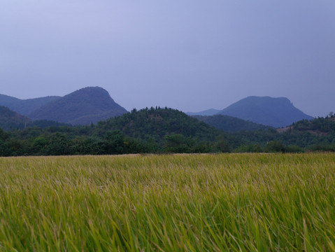 山里农田