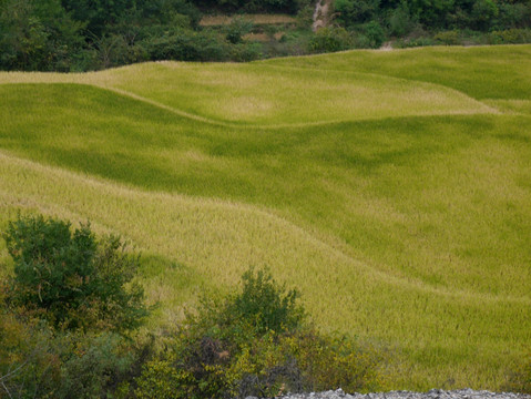 稻田