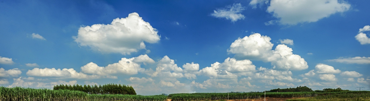 蓝天白云 甘蔗林 优质大图
