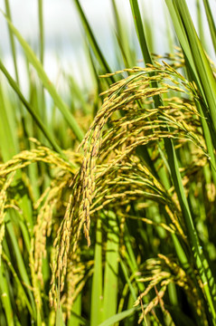 稻穗 稻子 丰收 灌浆 抽穗