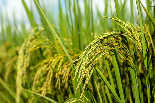 稻穗 稻子 丰收 抽穗 灌浆