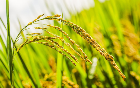 稻穗 水稻 丰收 灌浆 抽穗