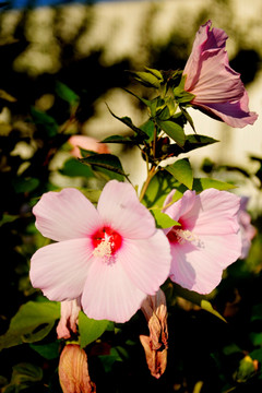 木芙蓉花