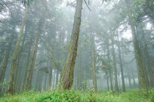 晨雾中的树林