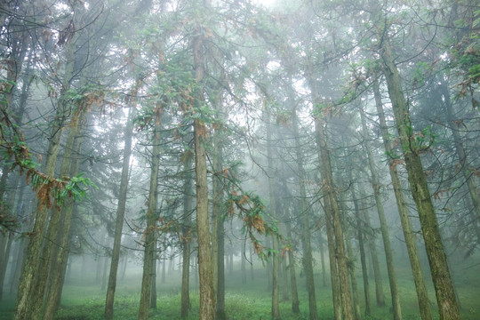 晨雾中的杉树林